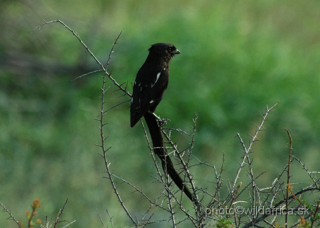 puku rsa 400.jpg - Magpie Shrike (Corvinella melanoleuca)